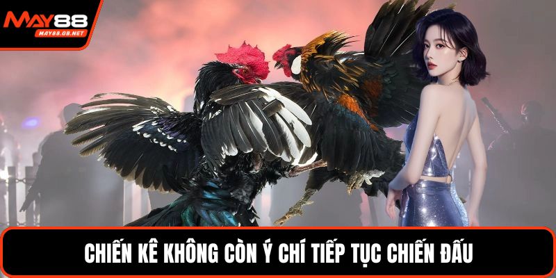 Chiến kê không còn ý chí tiếp tục chiến đấu