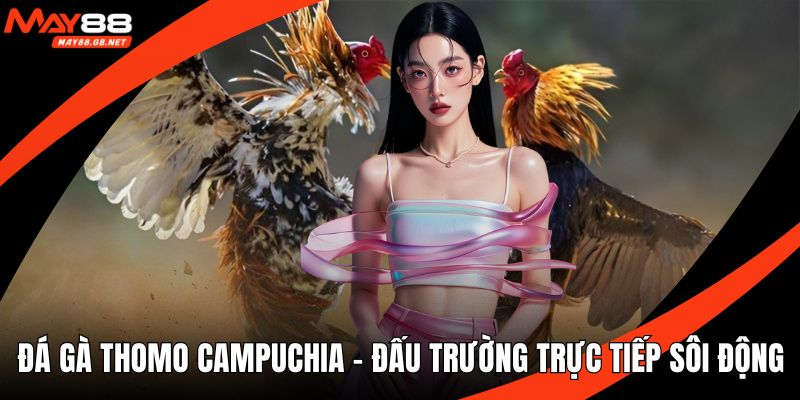 Đá gà thomo campuchia