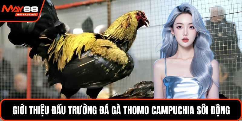 Giới thiệu đấu trường đá gà thomo campuchia sôi động