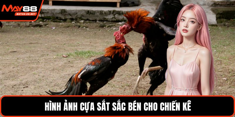 Hình ảnh cựa sắt sắc bén cho chiến kê