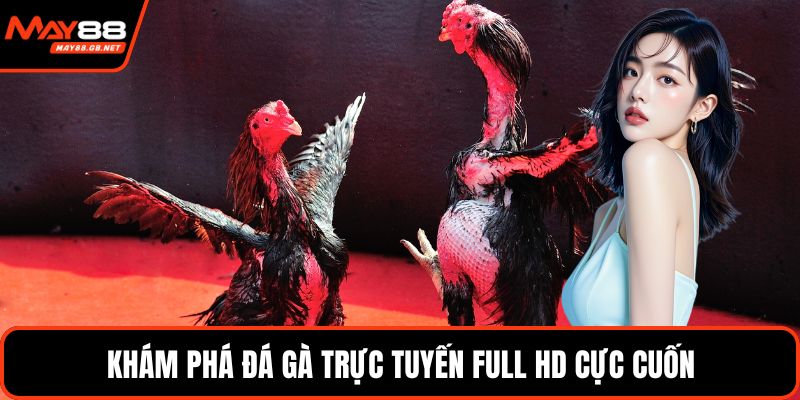 Khám phá đá gà trực tuyến full HD cực cuốn
