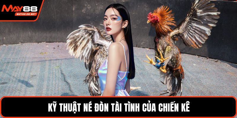 Kỹ thuật né đòn tài tình của chiến kê