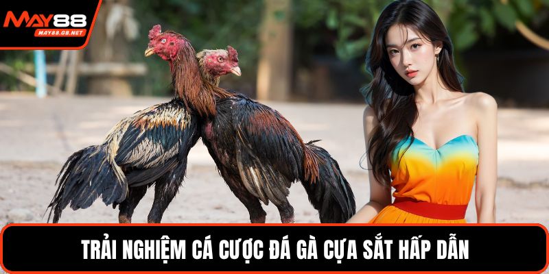 Trải nghiệm cá cược đá gà cựa sắt hấp dẫn