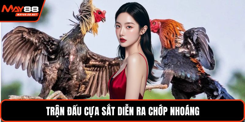 Trận đấu cựa sắt diễn ra chớp nhoáng
